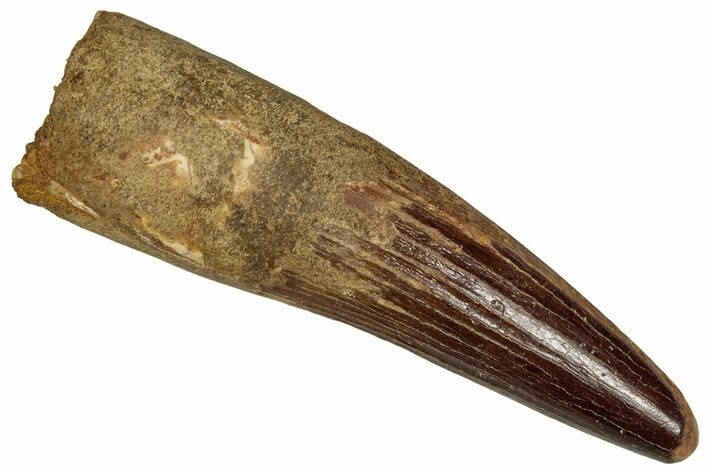 Fossil Spinosaurus Tooth - Real Dinosaur Tooth #355758